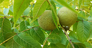 Crni orah (Juglans nigra)